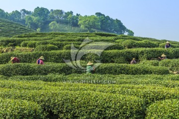 茶园 采茶（TIF格式）