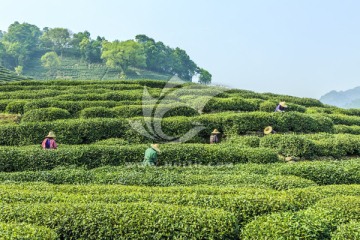 茶园 采茶（TIF格式）