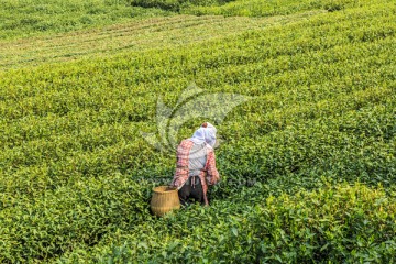 茶园 采茶（TIF格式）