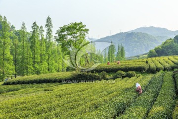 茶园 采茶（TIF格式）