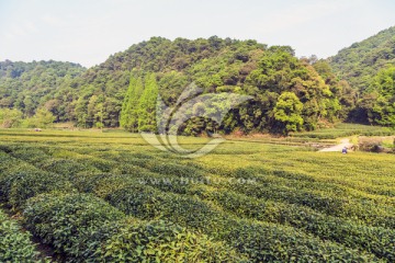 茶园 采茶（TIF格式）