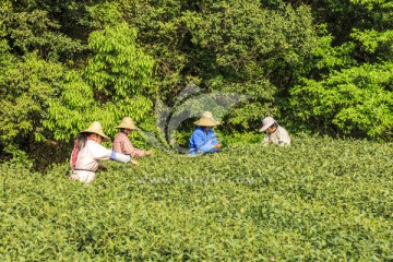 茶园 采茶（TIF格式）