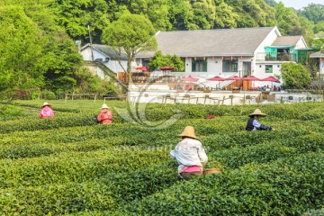 茶园 采茶（TIF格式）