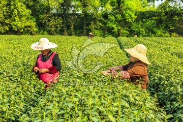 茶园 采茶（TIF格式）