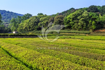 茶园 采茶（TIF格式）