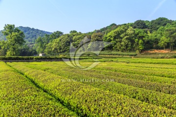 茶园 采茶（TIF格式）