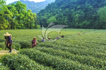 茶园 采茶（TIF格式）