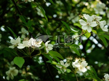 千里香花