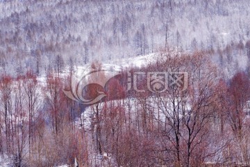 林海雪原红柳