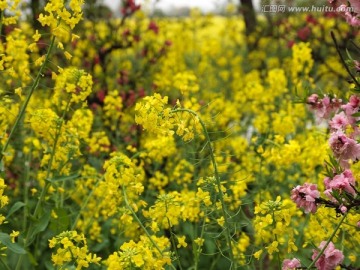 油菜花