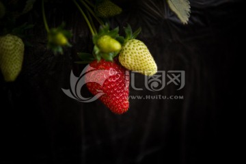 草莓 水果 采摘