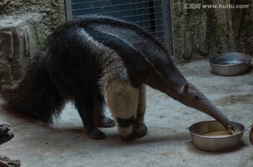 食蚁兽