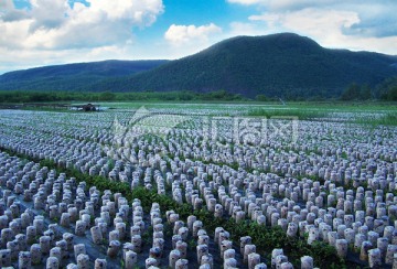 黑木耳 种植