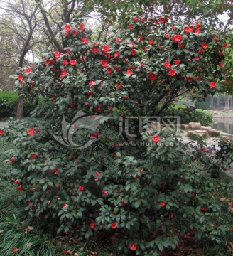 山茶花