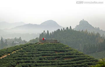 管密茶山美景