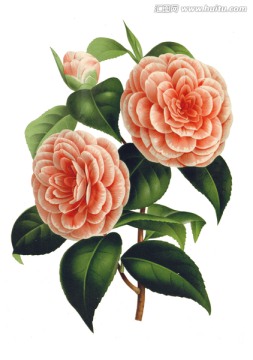 手繪花卉花朵