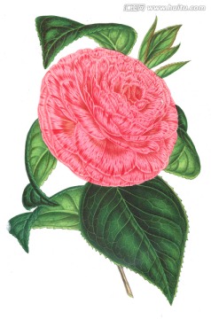 復(fù)古花朵