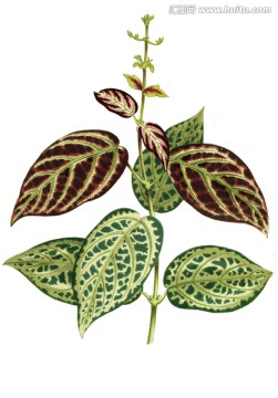 復(fù)古植物
