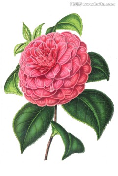 復(fù)古花朵