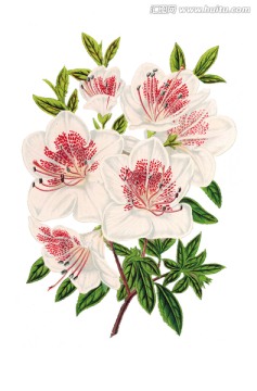 復(fù)古花朵