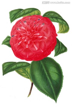 復(fù)古花朵
