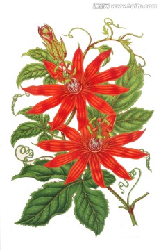 手繪花朵 紅色花朵