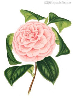 復(fù)古手繪花