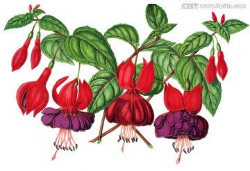 復(fù)古手繪花