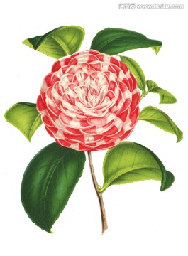 復(fù)古手繪花
