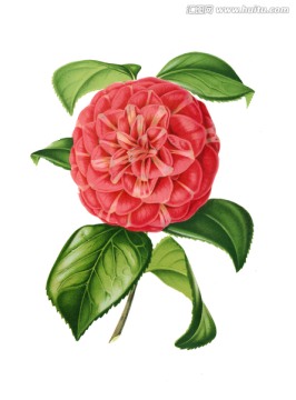 手繪花朵