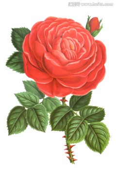 紅色花朵