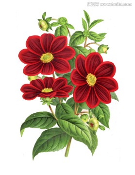 花朵手繪