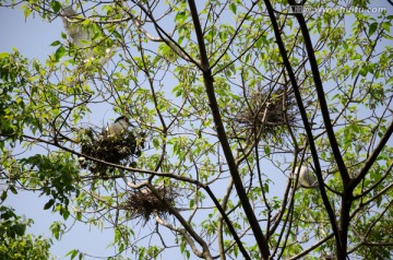 树上的鸟 鸟巢 鸟窝
