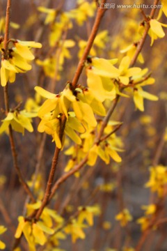 迎春花 春天 春 花卉 黄花