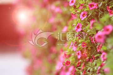 薔薇