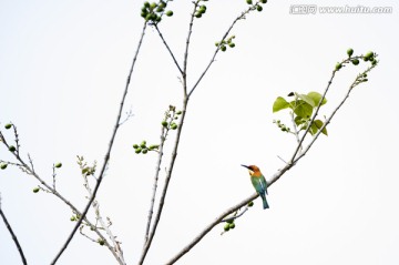 栗頭蜂虎 鳥
