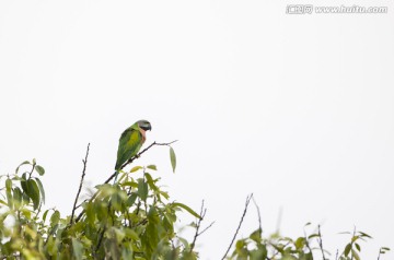 绯胸鹦鹉 鸟