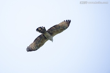 鳳頭蜂鷹 猛禽