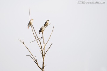 枝頭上的灰頭椋鳥 小鳥