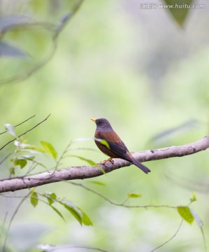 灰頭鶇 鳥