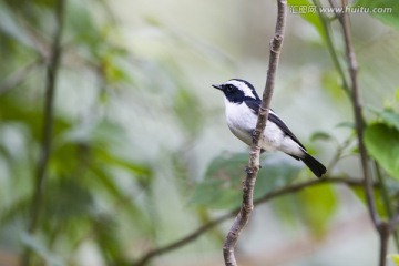 小斑姬鹟 小鸟