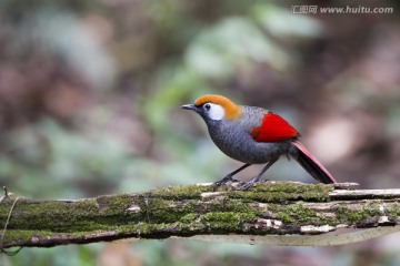 赤尾噪鹛 野生鳥類