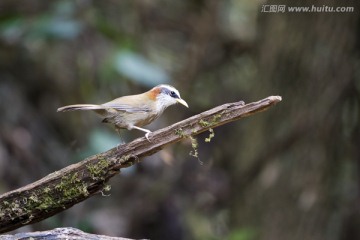 棕頸鉤嘴鹛 鳥類