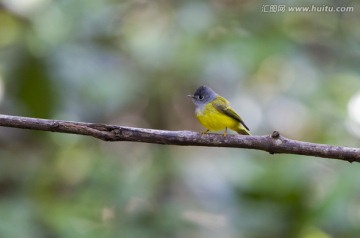 方尾鹟 野生鳥類