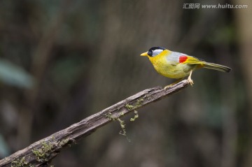 銀耳相思鳥 小鳥