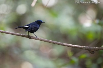 白尾藍地鴝 林鳥
