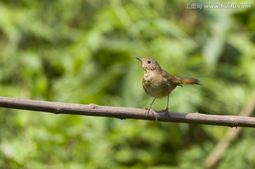 白腹夜鴝 野鳥
