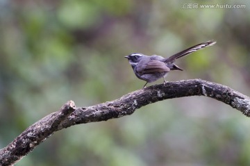 白喉扇尾鹟 小鳥