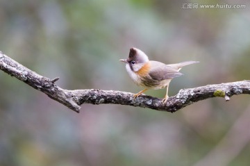 黃頸鳳鹛 小鳥