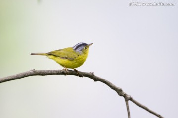 灰頂鹟鶯 小鳥